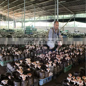 2016 Hot Selling Mushroom Prices,Shitake Mushroom Growing,Mushroom Logs thumbnail-6