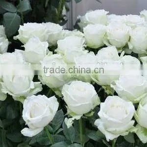 Customized Fresh Flowers Rose Flowers for Decoration thumbnail-6