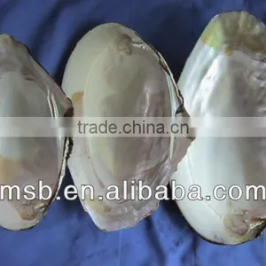 Natural Raw Thick Chinese River Triangle Shell/raw Shells thumbnail-1