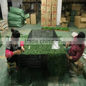 Artificial Plastic Wihte Planter Artificial Boxwood Hedge Fence thumbnail-2