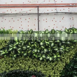 Fake Green Wall/artificial Green Wall Vertical Plant Wall thumbnail-2