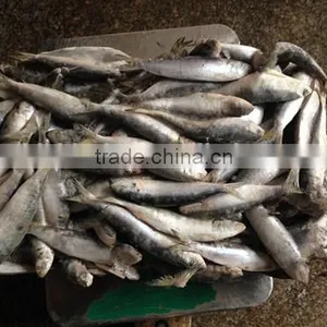 Good Quality Frozen Sardines 6-7pcs/kg thumbnail-1