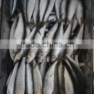 FROZEN SARDINE SEAFOOD FOR SALE thumbnail-2