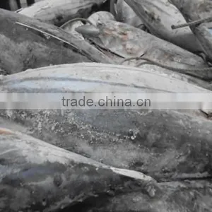 2016 Frozen Skipjack Tuna Whole Round IQF thumbnail-1
