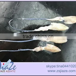 Frozen Baby Squid BQF OR IQF thumbnail-4