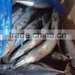 BQF New Catch Size 400/600 g Sea Frozen Pacific Mackerel thumbnail-2