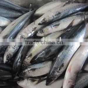 New Frozen Mackerel 5-6pieces/kg for Sale thumbnail-1