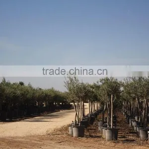 Olive Tree Olea Europaea Young Skin thumbnail-4