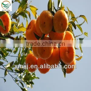 Nanfeng Honey Baby Orange thumbnail-6
