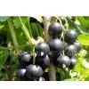 Ribes Nigrum(Black Currant Anthocyanin) thumbnail-1