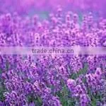 5ml Lavender Oil thumbnail-1