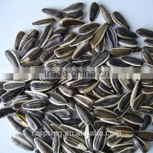 SUNFLOWER SEED ,SUNFLOWER SEED KERNLES thumbnail-5