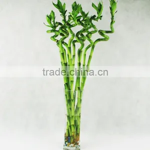 Chinese Guangdong Original Lucky Bamboo thumbnail-5