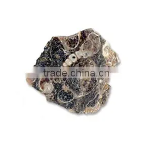 Fossil Specimens, Turritella Fossil thumbnail-1