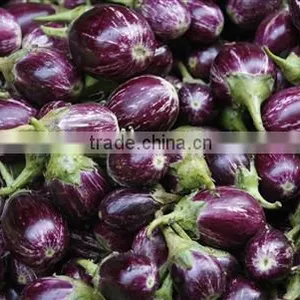 Brinjal Suppliers thumbnail-1