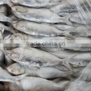 FROZEN SARDINE WHOLE ROUND thumbnail-6