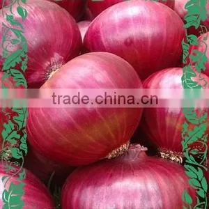 Red Onion thumbnail-1