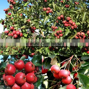 Organic Quicking Frozen Hawthorn Berry Fruit thumbnail-4