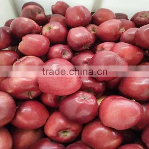 Pome Fruit Fresh Huaniu Apple Export Fresh Red Delicious Apple Fruit thumbnail-5