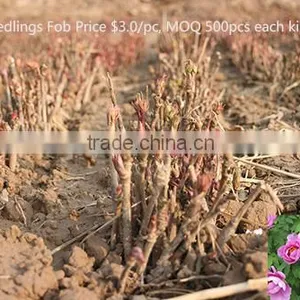 Paeonia Suffruticosa Andrews Peony Seedling thumbnail-4
