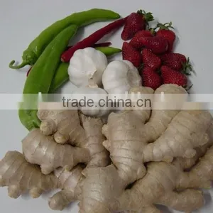 Sell Fresh Ginger thumbnail-1