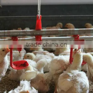 Automatic Chicken Drinking System thumbnail-1