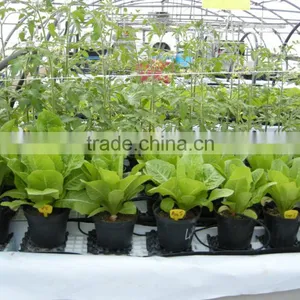 Practical Growing Agent Seaweed Fertilizer For Australia thumbnail-5