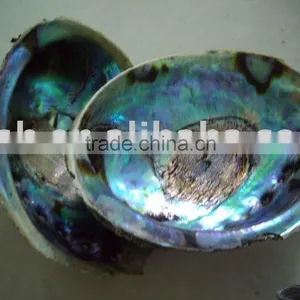 Promotion Raw A Grade Green Abalone Paua Shell From New Zealand thumbnail-1