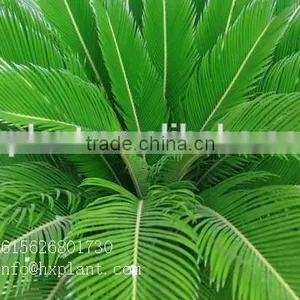 Artificial Cycas Revoluta Sago Cycas for Jurassic Period Dinosaur Hall thumbnail-1