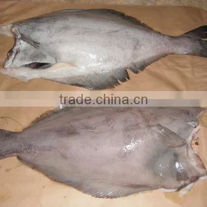 Halibut thumbnail-1
