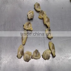 Boiled Variegated Clam Nature Fresh FAO61 thumbnail-3