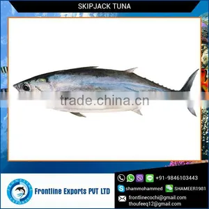 Skipjack Tuna Fish thumbnail-1