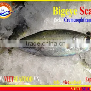 FROZEN BIGEYE SCAD WHOLE ROUND thumbnail-4