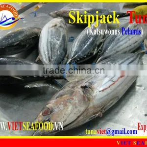 FROZEN SKIPJACK TUNA W/R thumbnail-1