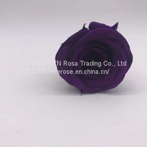 A Grade Fresh Cut Roses Preserved Flower From Ecuador Wholesale Longlasting Flower thumbnail-2