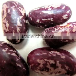 Organic Purple Speckled Kidney Bean thumbnail-1
