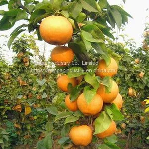 Plant Hormone Triacontanol 1.5% ep Water Soluble Powder in Bulk Pesticides for Agriculture thumbnail-3