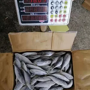 Horse Mackerel 100-200/trachurus Japonicus/mackerel Trachurus Japonicus thumbnail-1