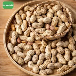 Wholesale Lot Uniform Inshell Count Whole Groundnuts 13/15 for Retail Packing thumbnail-4