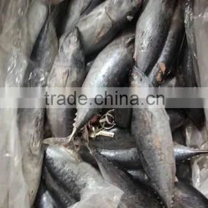HACCP EU Frozen Quick Freeze Whole Round Frozen Bonito thumbnail-5