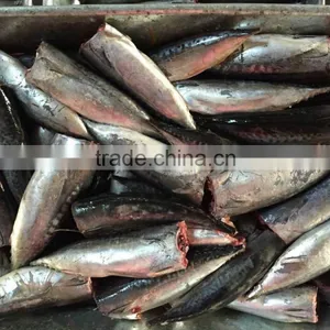 2015 Frozen Bonito HGT 150-300g/pc New Processing thumbnail-5