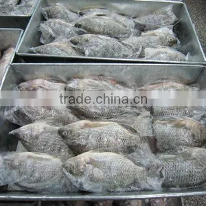 IQF Tilapia thumbnail-1