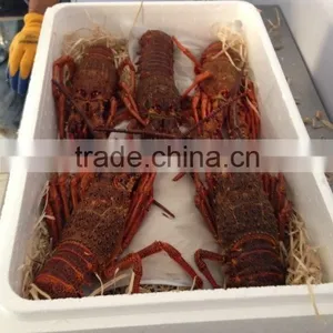 Live Spiny Rock Lobster thumbnail-6