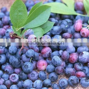 FORZEN BLUEBERRY thumbnail-1