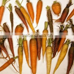 High Quality Vegetable Cleaning Machine/Fruit Cleaning Machine/vegetable Washing Machine Quality Choice thumbnail-4