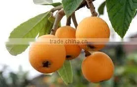 Eriobotrya Japonica, Loquat thumbnail-2