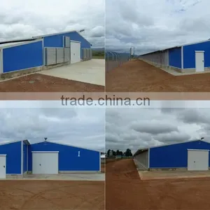Day Old Broiler Chicks Poultry House Equipment thumbnail-4