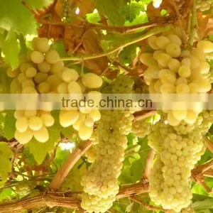 Chinese Raisin thumbnail-1