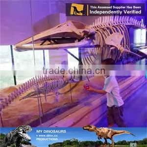 MY Dino-C080 Museum Antique Skeleton for Sale thumbnail-1