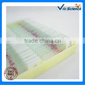 100 Pieces Microscope Human Pathology Slides thumbnail-1